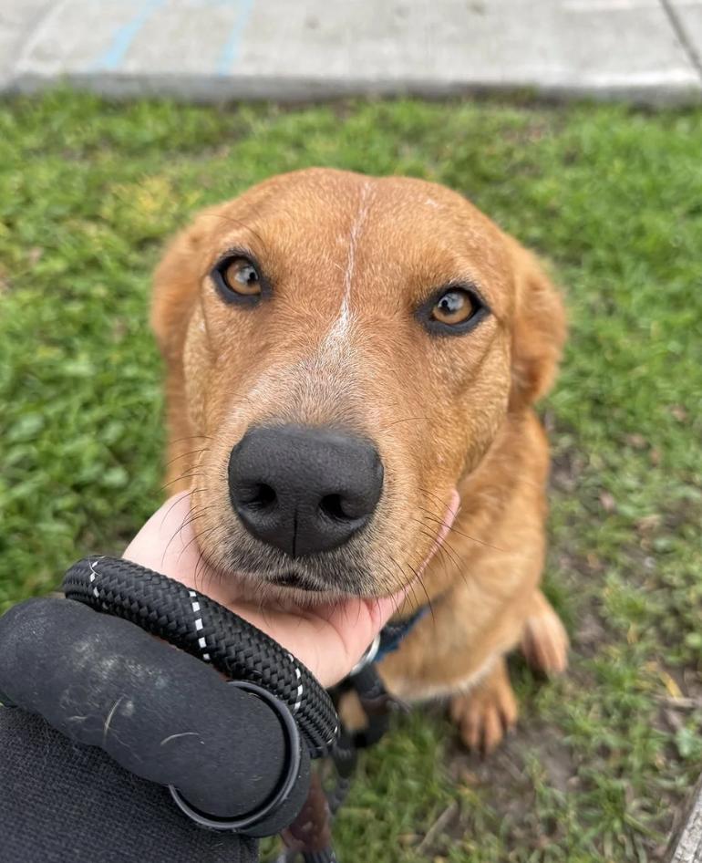 Tally, a ADOPTABLE mixed breed in Davis, CA image 5/6