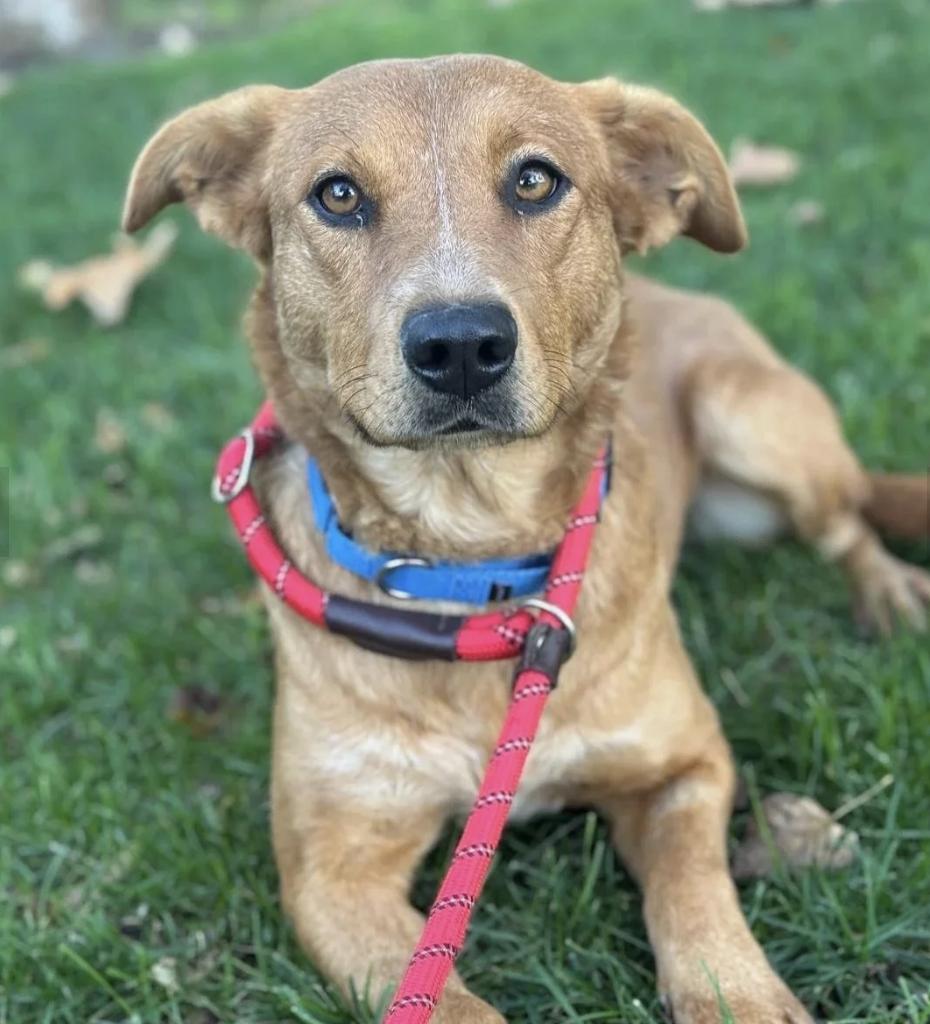 Tally, a ADOPTABLE mixed breed in Davis, CA image 1/6