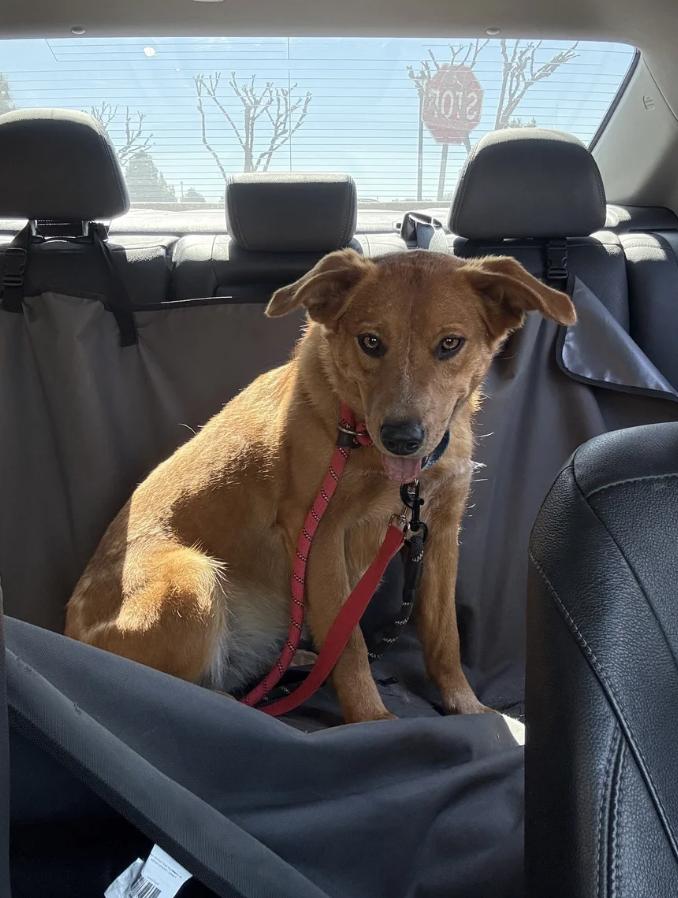 Tally, a ADOPTABLE mixed breed in Davis, CA image 6/6