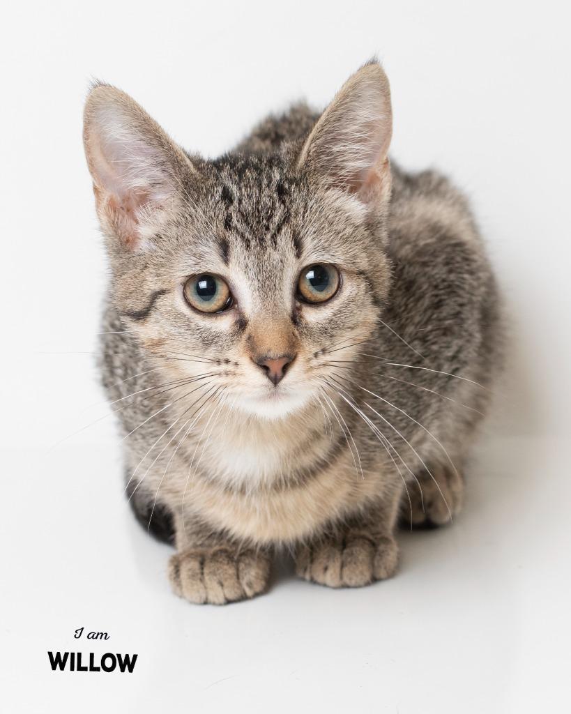 Enlarge Willow, a Adoptable mixed breed in Boone, IA image 1/1