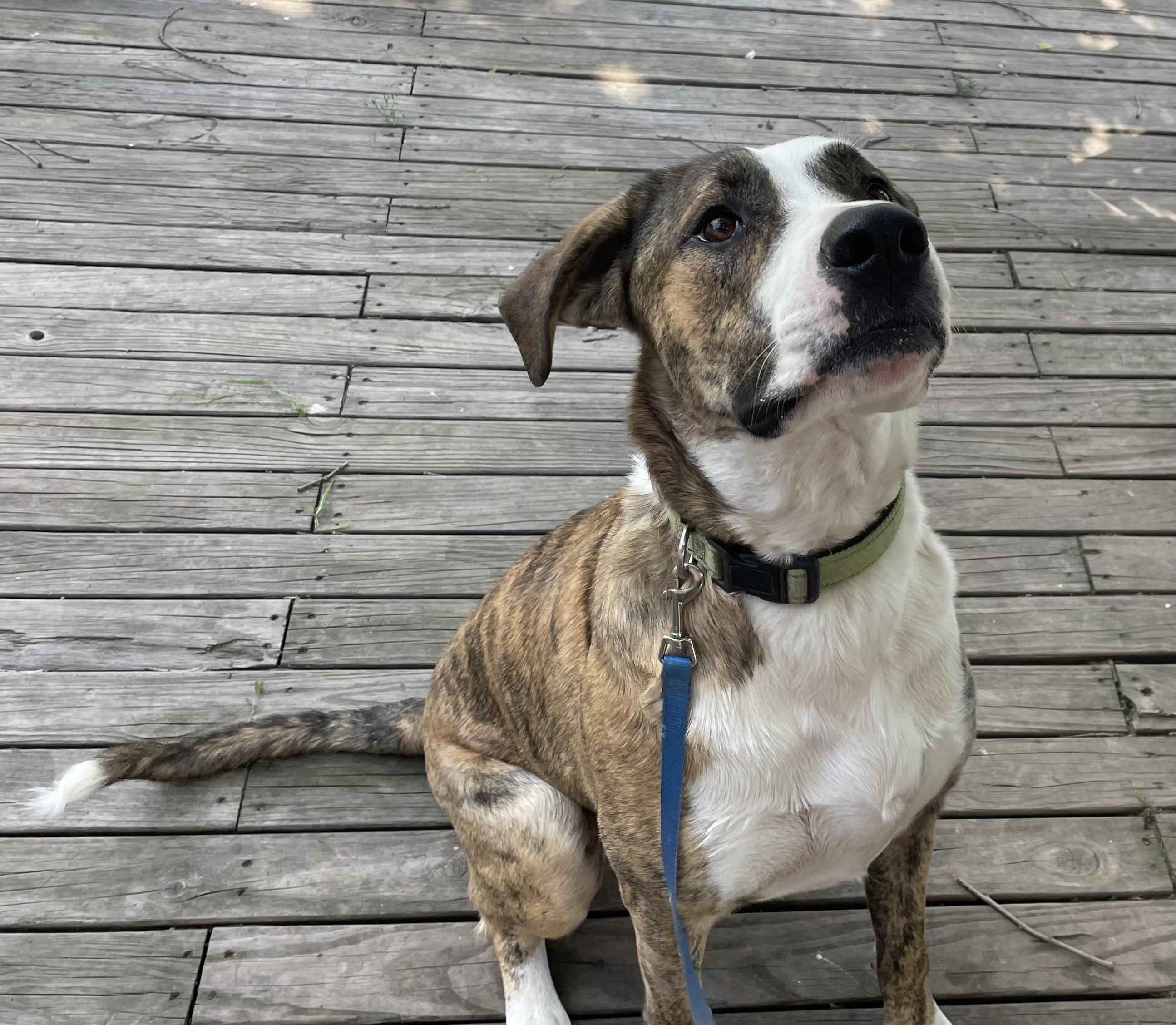 Remington, Adoptable, Adult Male American Bulldog.