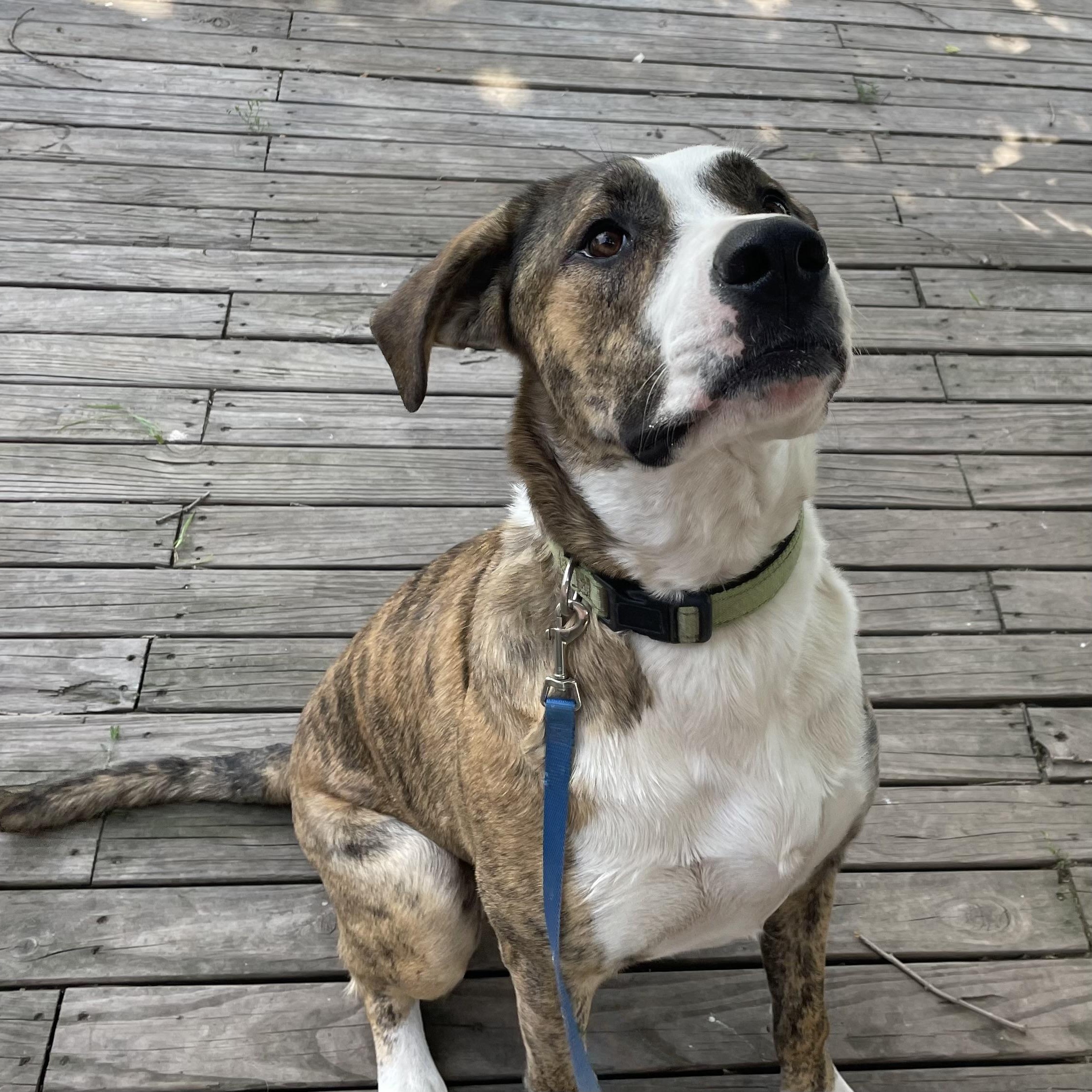 Remington, a Adoptable mixed breed in minneapolis, MN image 2/3