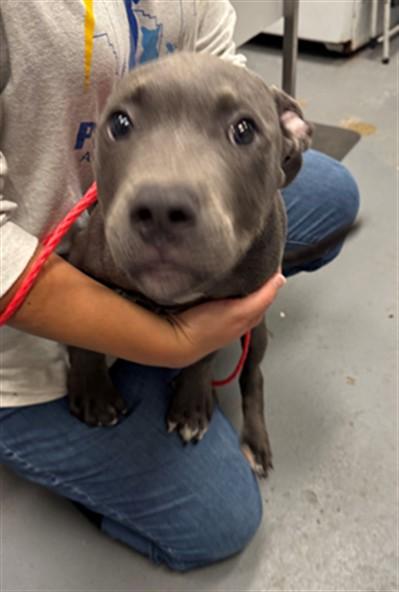 BOWIE, Adoptable, Puppy Male Pit Bull Terrier.