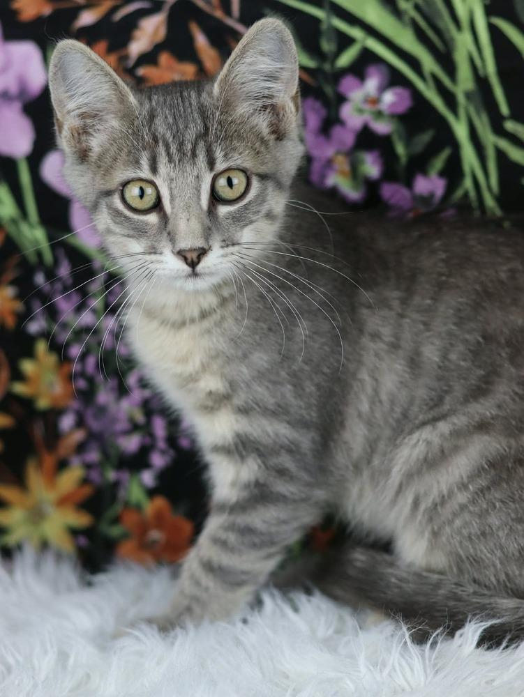 Uber, Adoptable, Kitten Female Domestic Short Hair.