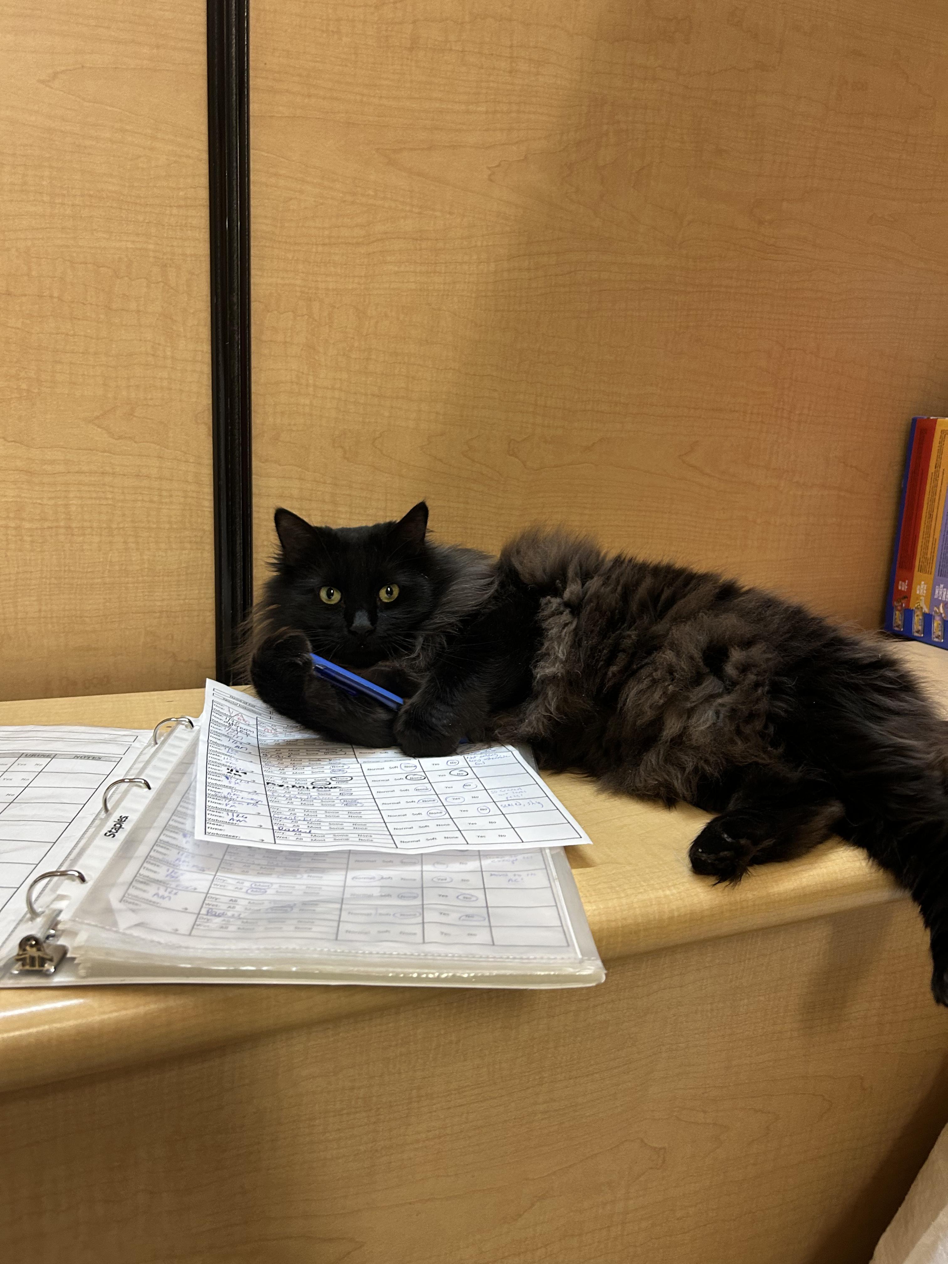 Mister, an adoptable Domestic Long Hair in Worcester, MA image 5/5