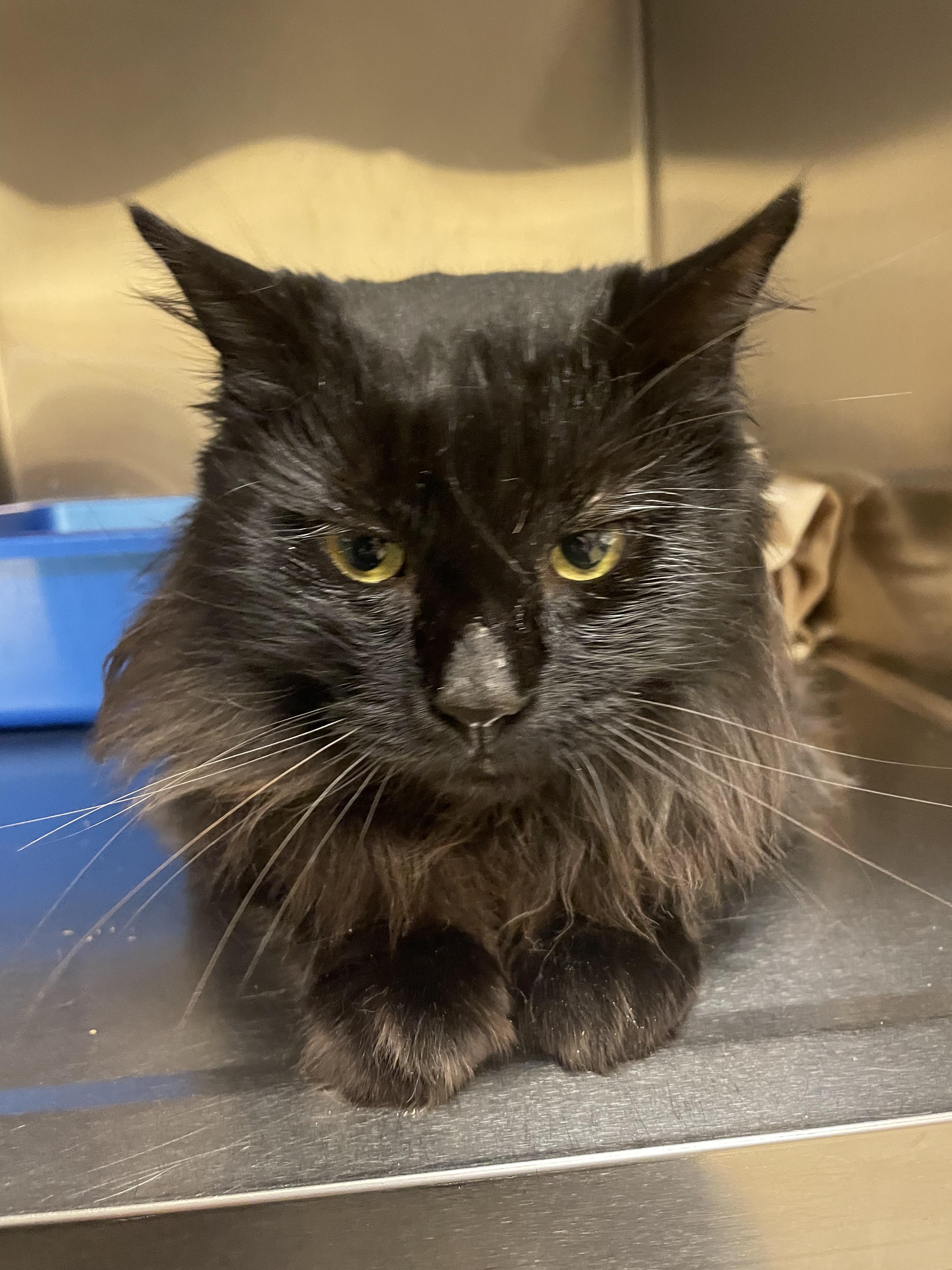 Enlarge Mister, a ADOPTABLE Domestic Long Hair in Worcester, MA image 1/3