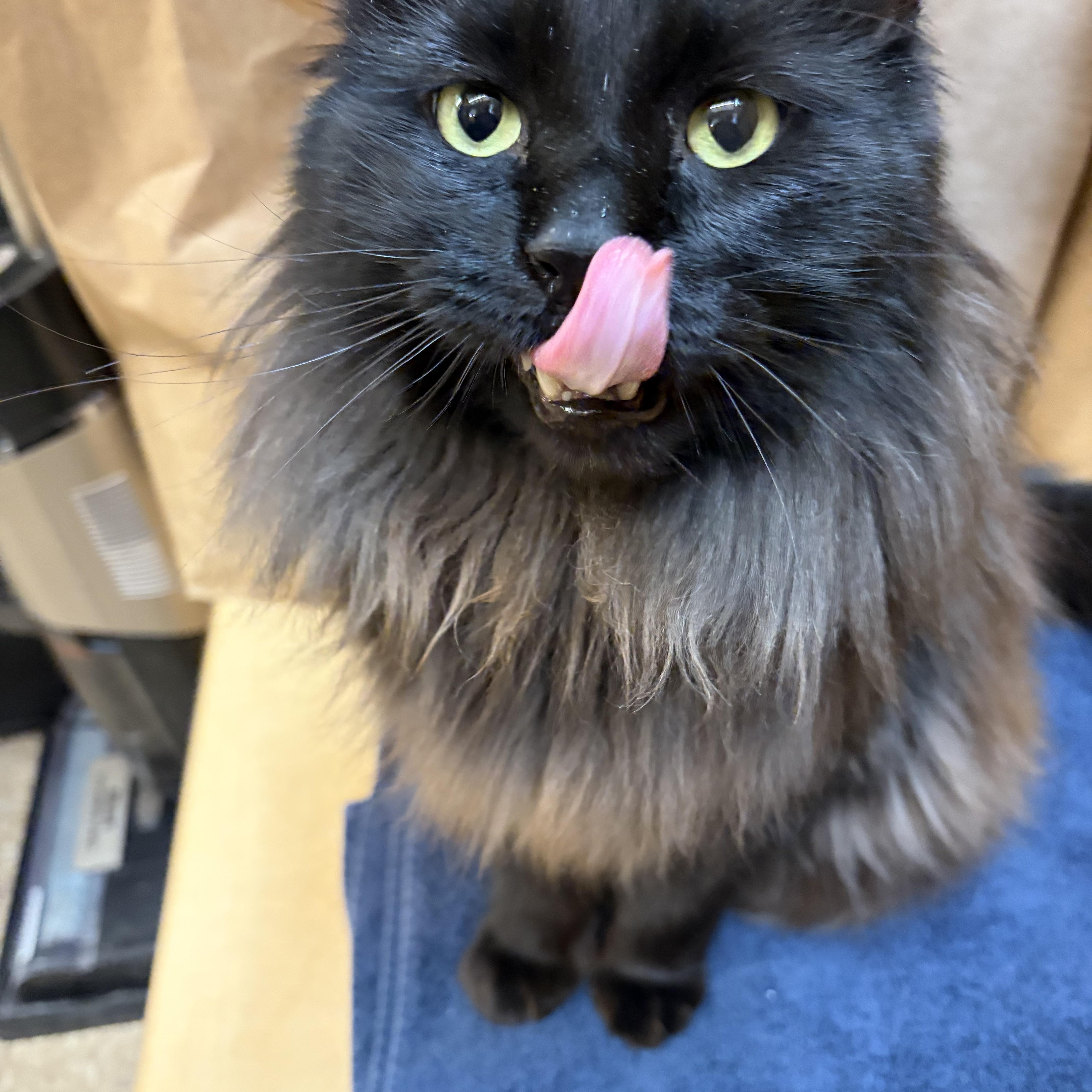 Mister, an adoptable Domestic Long Hair in Worcester, MA image 4/5