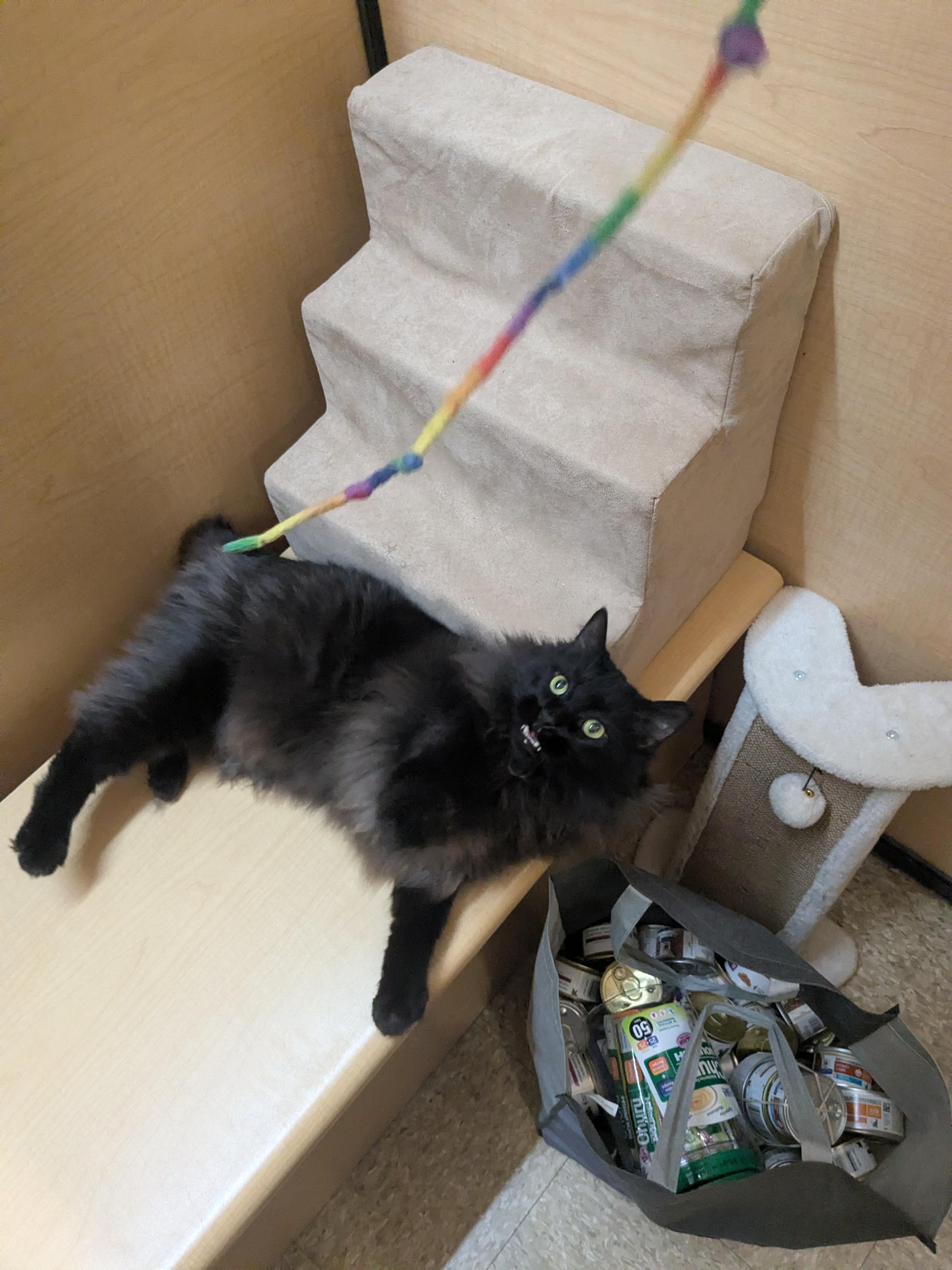 Enlarge Mister, a ADOPTABLE Domestic Long Hair in Worcester, MA image 3/3