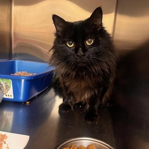 Enlarge Mister, a ADOPTABLE Domestic Long Hair in Worcester, MA image 2/3