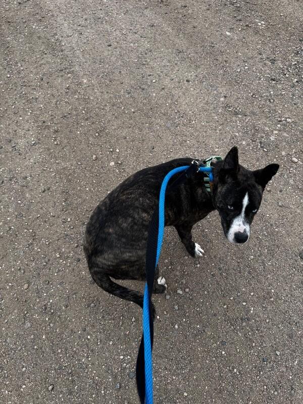 Kosher, a Adoptable mixed breed in Westminster, CO image 5/5