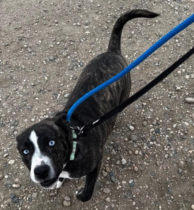 Kosher, a Adoptable mixed breed in Westminster, CO image 3/5