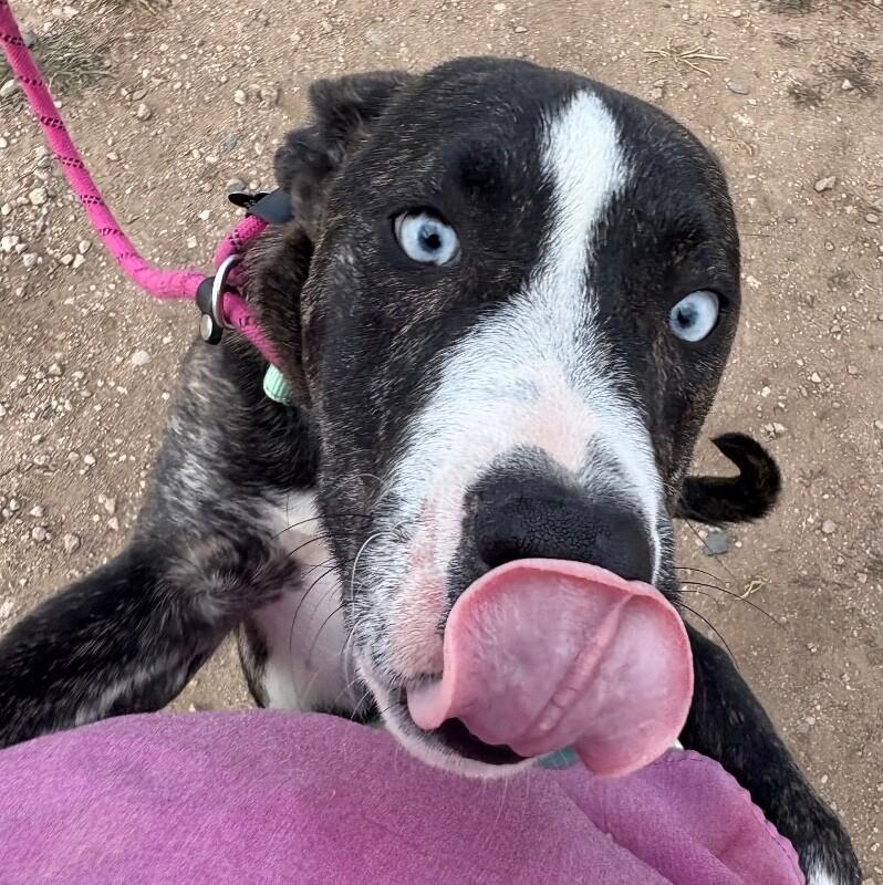 Kosher, Adoptable, Young Male Boxer & Husky.