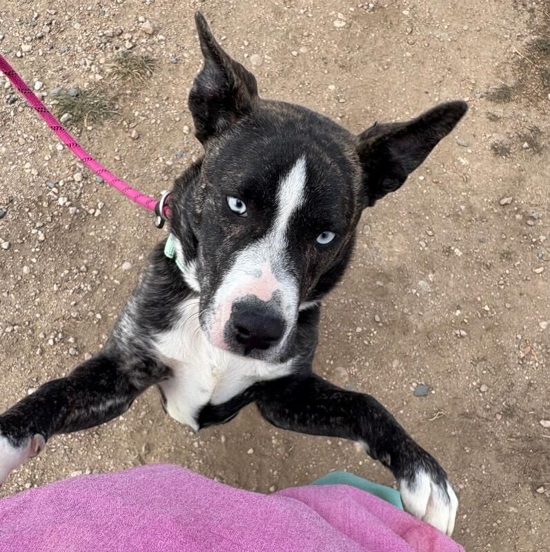 Kosher, a Adoptable mixed breed in Westminster, CO image 4/5