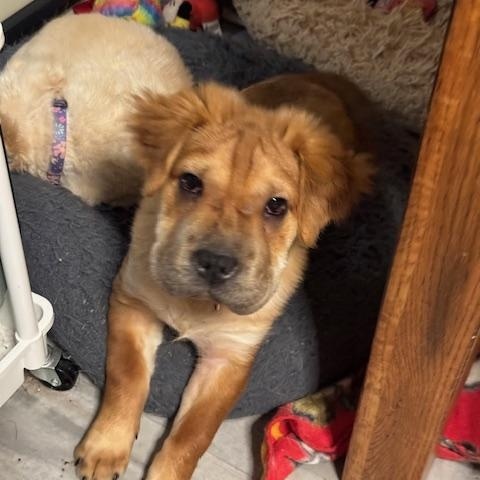 Margaret, Young Female Chow Chow