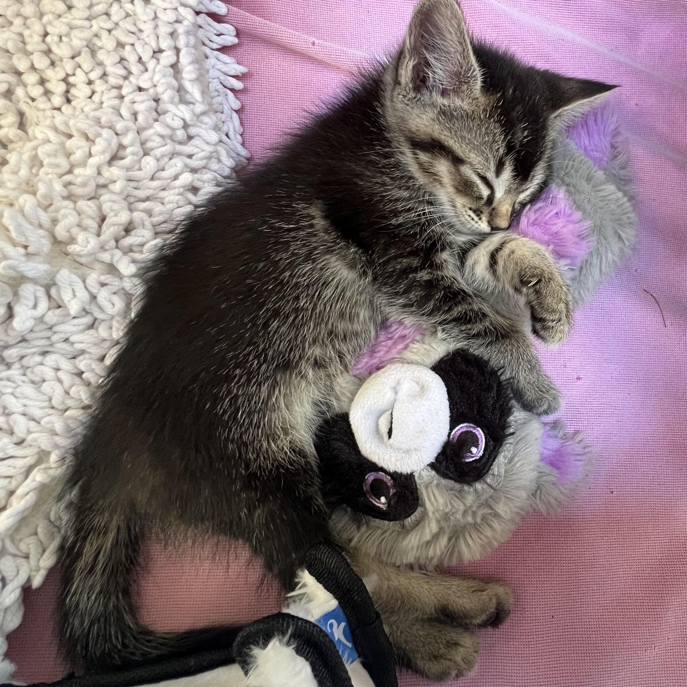 Enlarge Mickey, an adopted mixed breed in Fort Myers, FL image 4/4