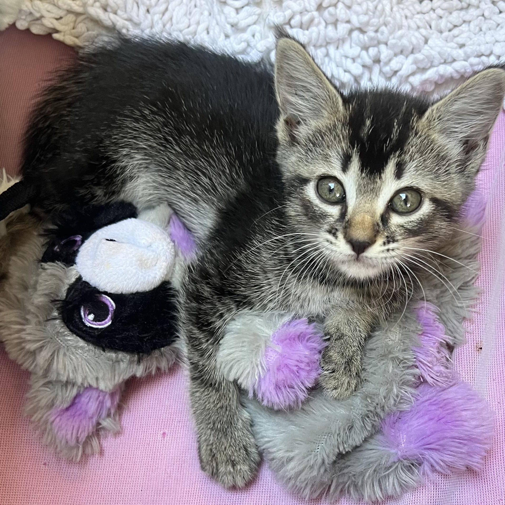 Enlarge Mickey, an adopted mixed breed in Fort Myers, FL image 3/4