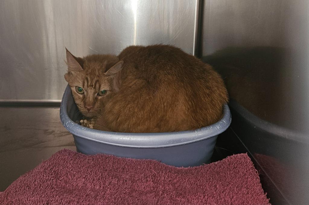 Enlarge Claudia, a Adoptable mixed breed in Mocksville, NC image 1/1