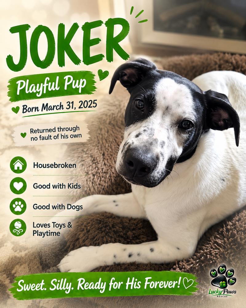 Joker, a Adoptable mixed breed in Sumter, SC image 1/5