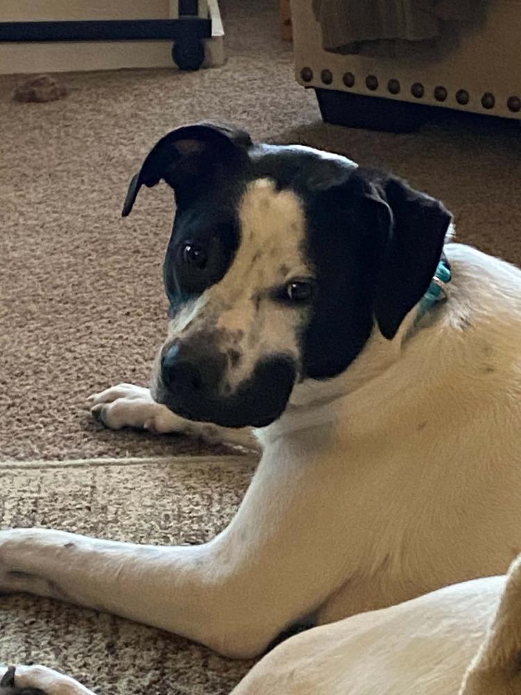 Joker, a Adoptable mixed breed in Sumter, SC image 3/5