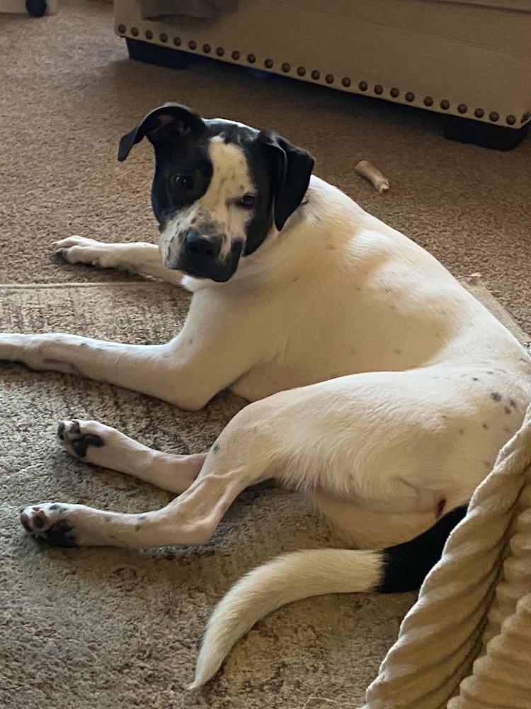 Joker, a Adoptable mixed breed in Sumter, SC image 5/5