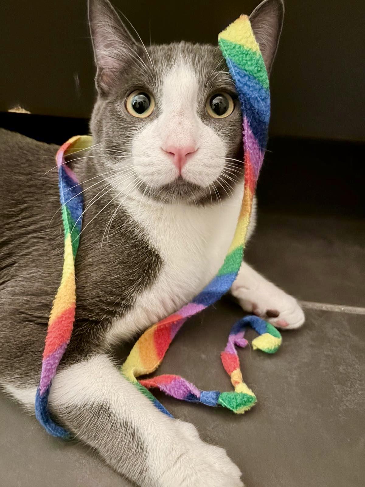 Blaze, adopted, Kitten Male Tuxedo & Domestic Short Hair.