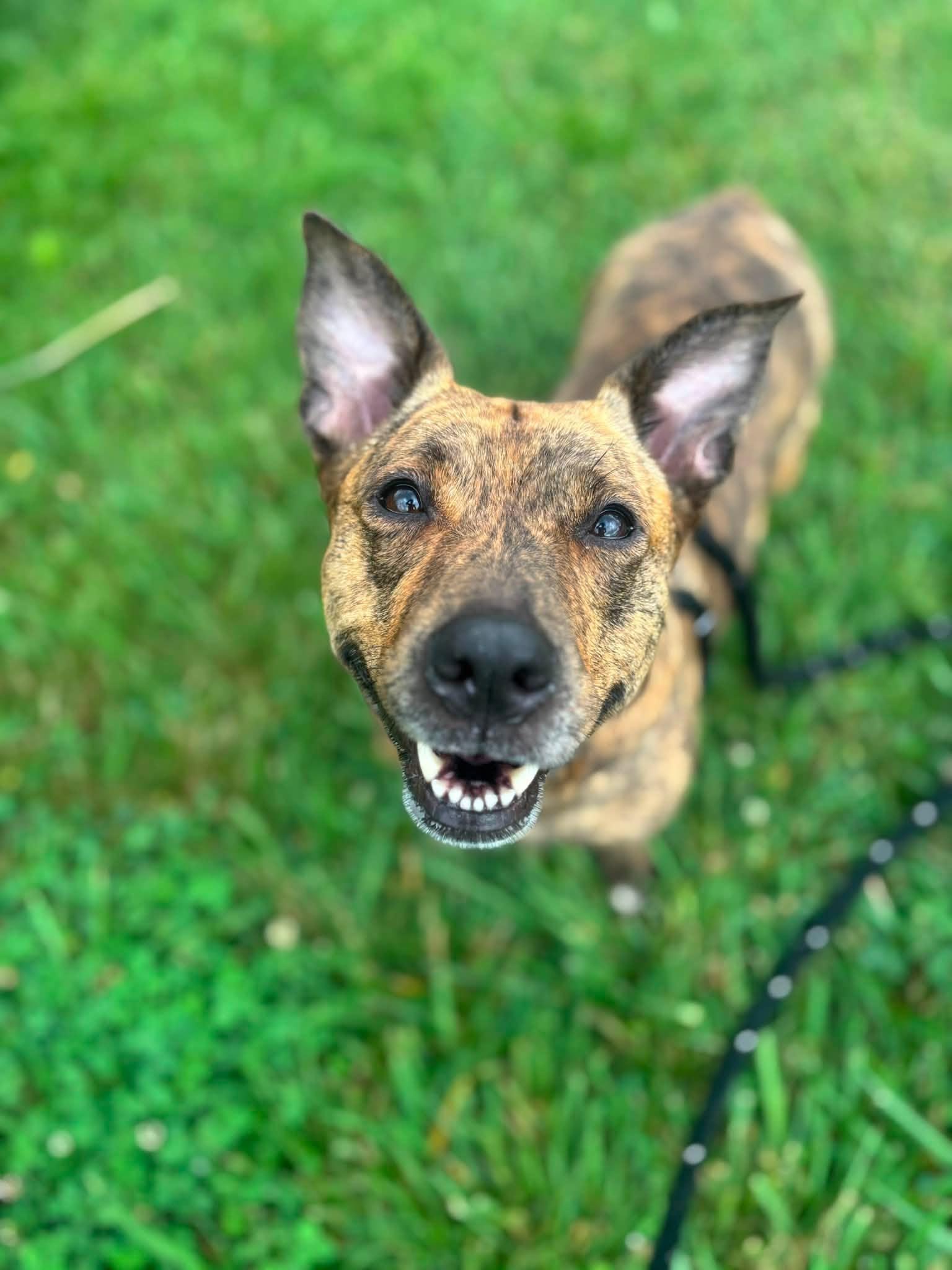 River, a ADOPTABLE Corgi in North Syracuse, NY image 4/5