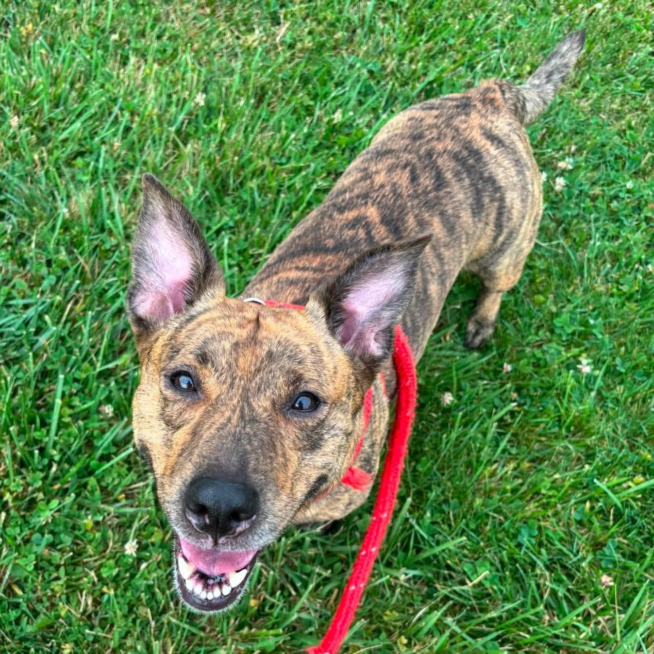 River, a ADOPTABLE Corgi in North Syracuse, NY image 3/5