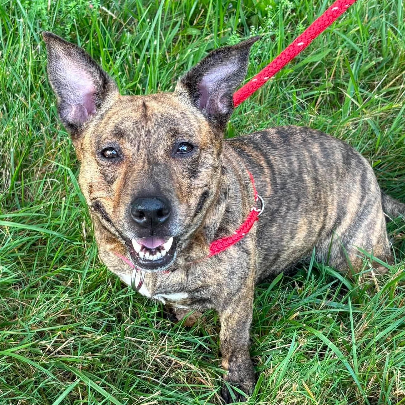 River, ADOPTABLE, Young Female Corgi.