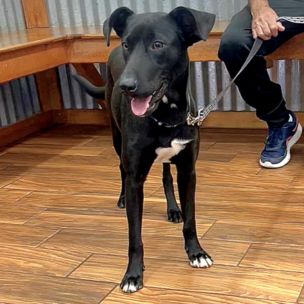 Oscar — thumbnail 3