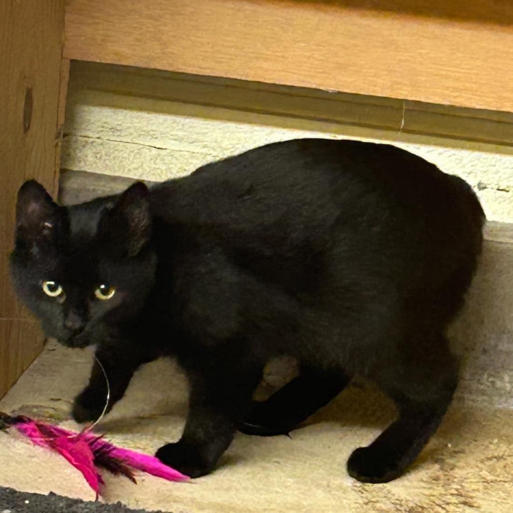 Enlarge Papaya, a Adoptable Domestic Medium Hair in Estacada, OR image 1/1