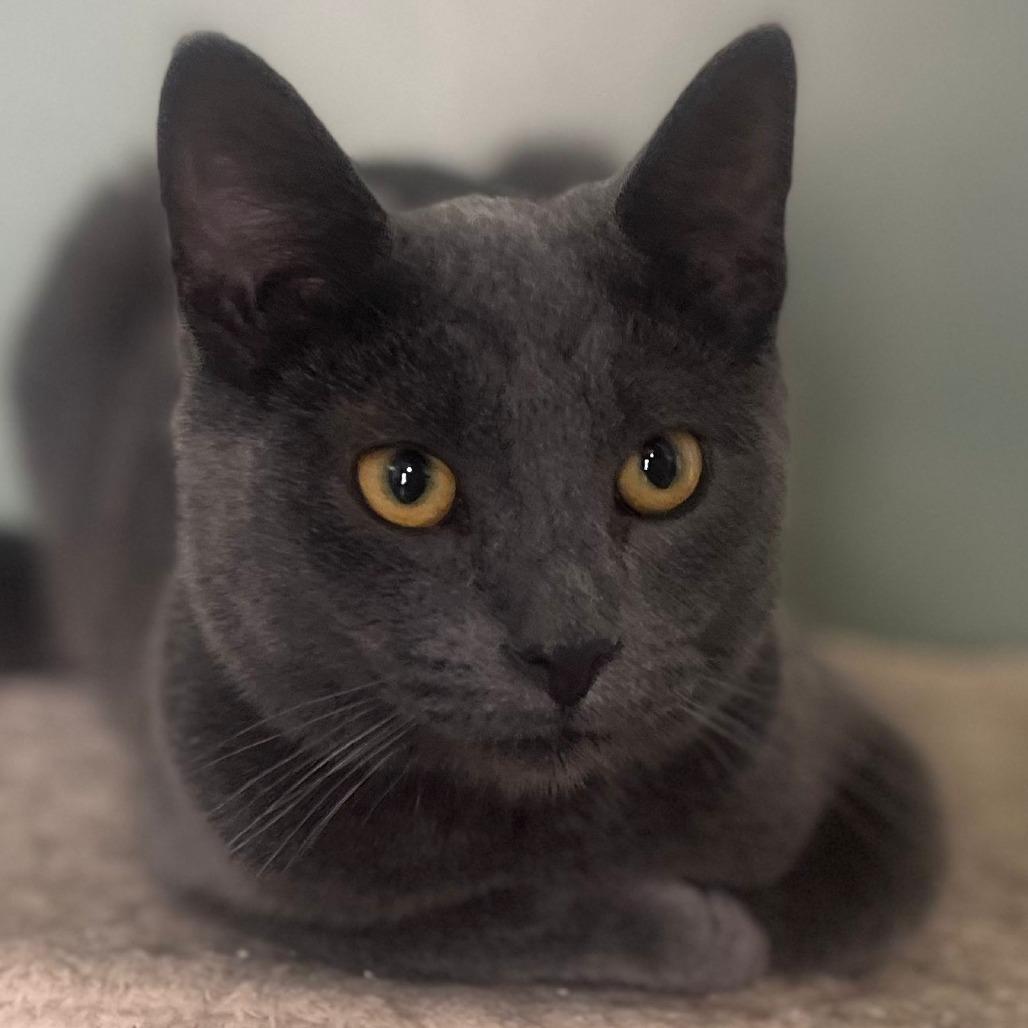 Enlarge Harley, a Adoptable Domestic Short Hair in Winchester, VA image 1/1