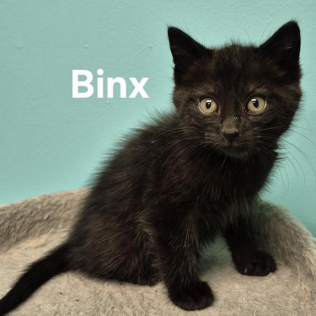 Enlarge Binx, a Adoptable mixed breed in Kendallville, IN image 1/1