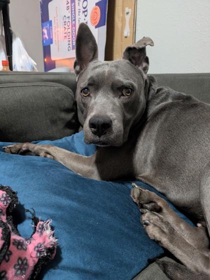 Jodie 46470, ADOPTABLE, Senior Female Mixed Breed.