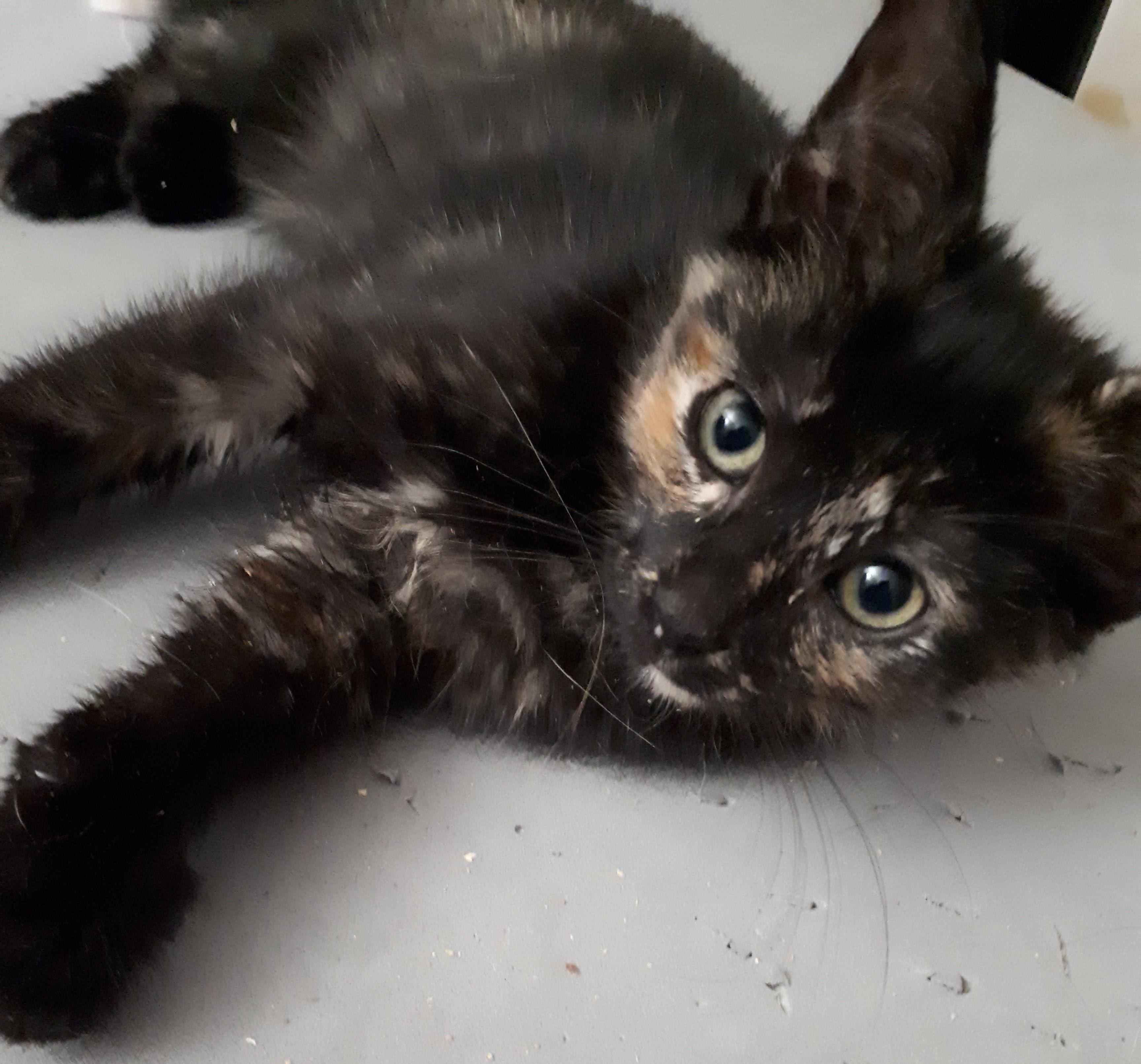 Enlarge Spice, an adopted Tortoiseshell in Winnipeg, MB image 2/3