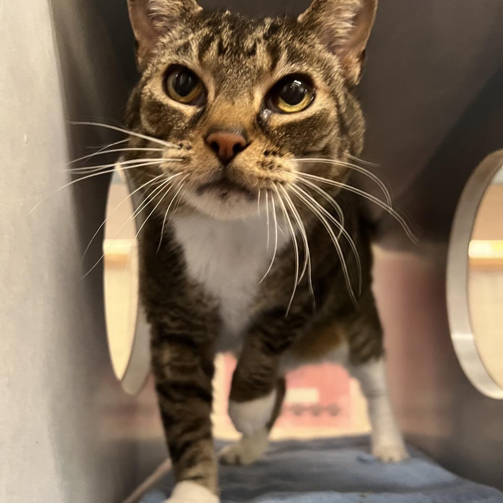 Pearl, Adoptable, Senior Female Domestic Medium Hair.