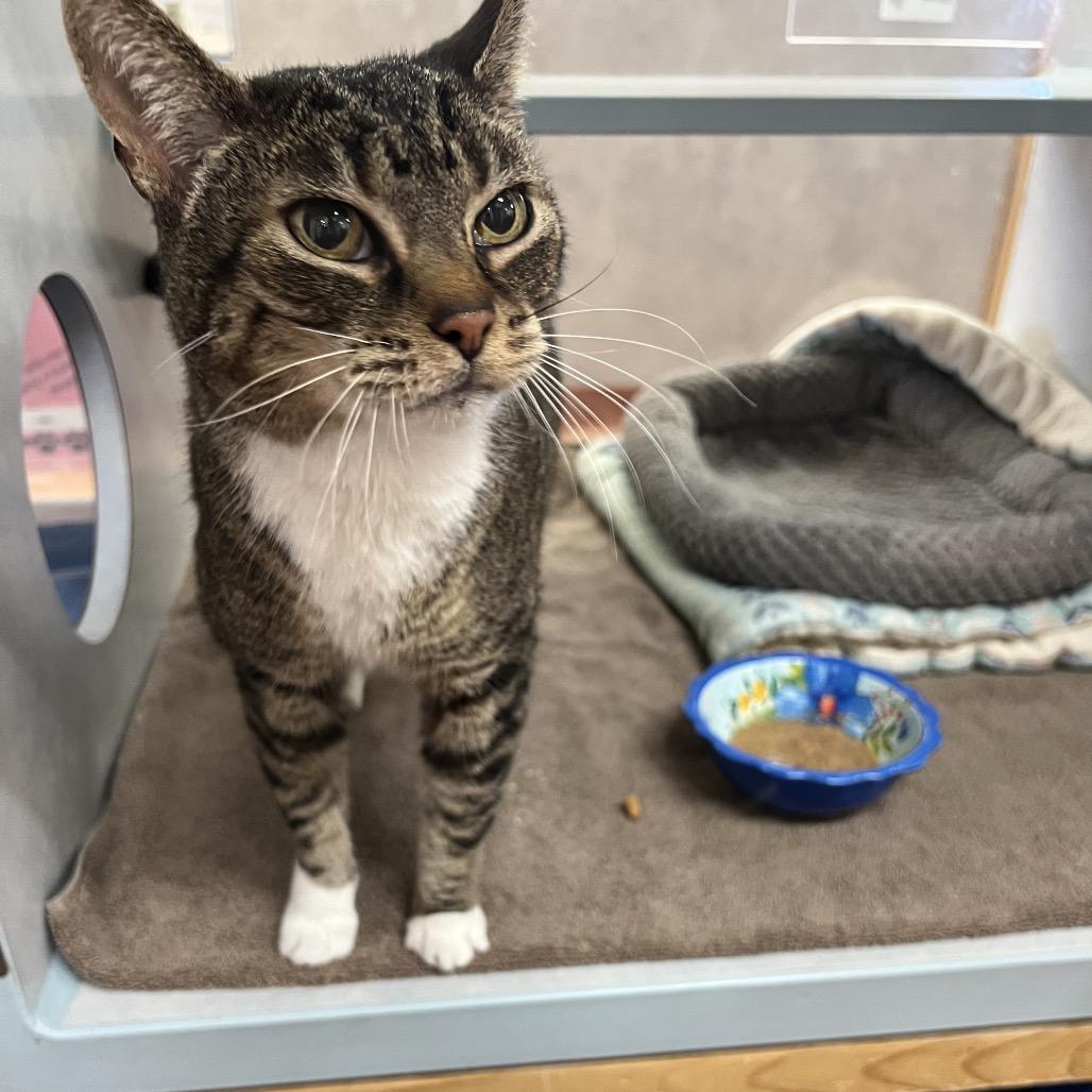 Enlarge Pearl, a Adoptable Domestic Medium Hair in Glenwood Springs, CO image 2/4