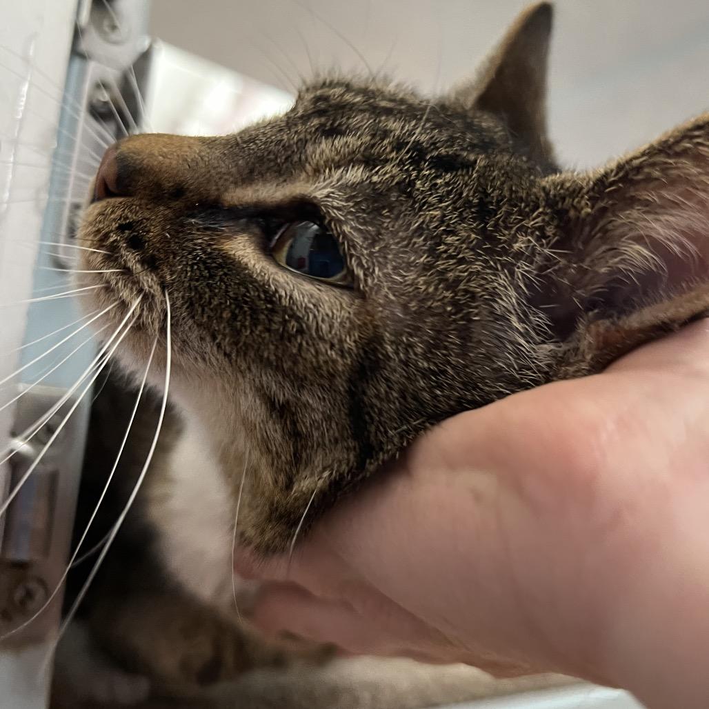 Enlarge Pearl, a Adoptable Domestic Medium Hair in Glenwood Springs, CO image 3/4