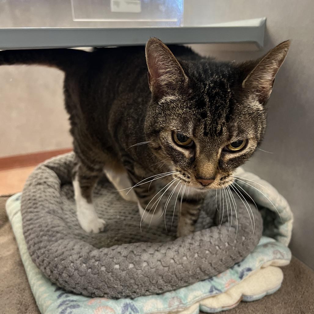 Enlarge Pearl, a Adoptable Domestic Medium Hair in Glenwood Springs, CO image 4/4