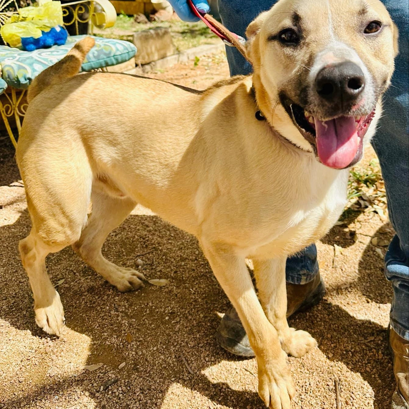 Bear - urgent Foster needed