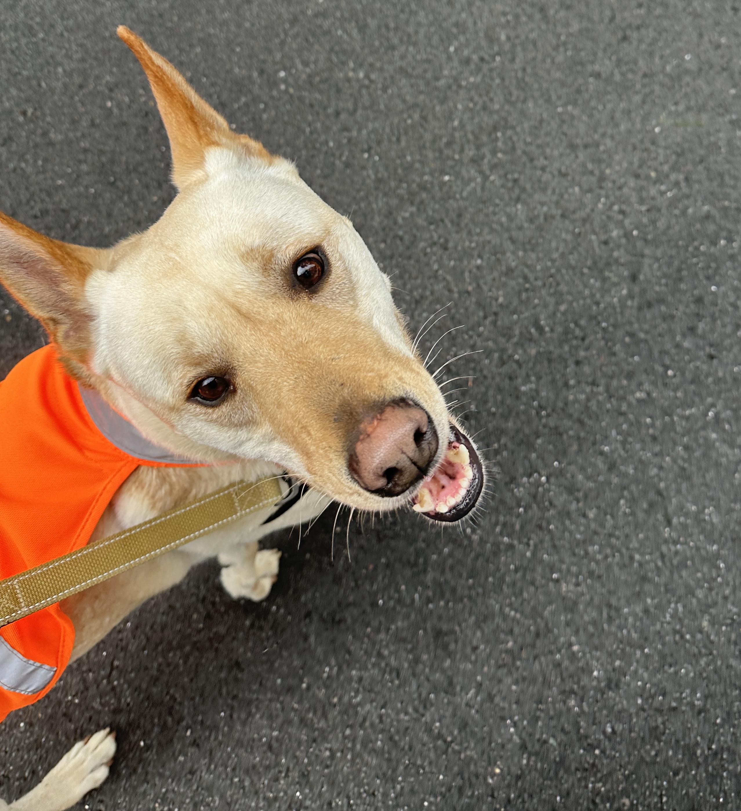Enlarge Dewey, a Adoptable mixed breed in Camp Hill, PA image 1/6