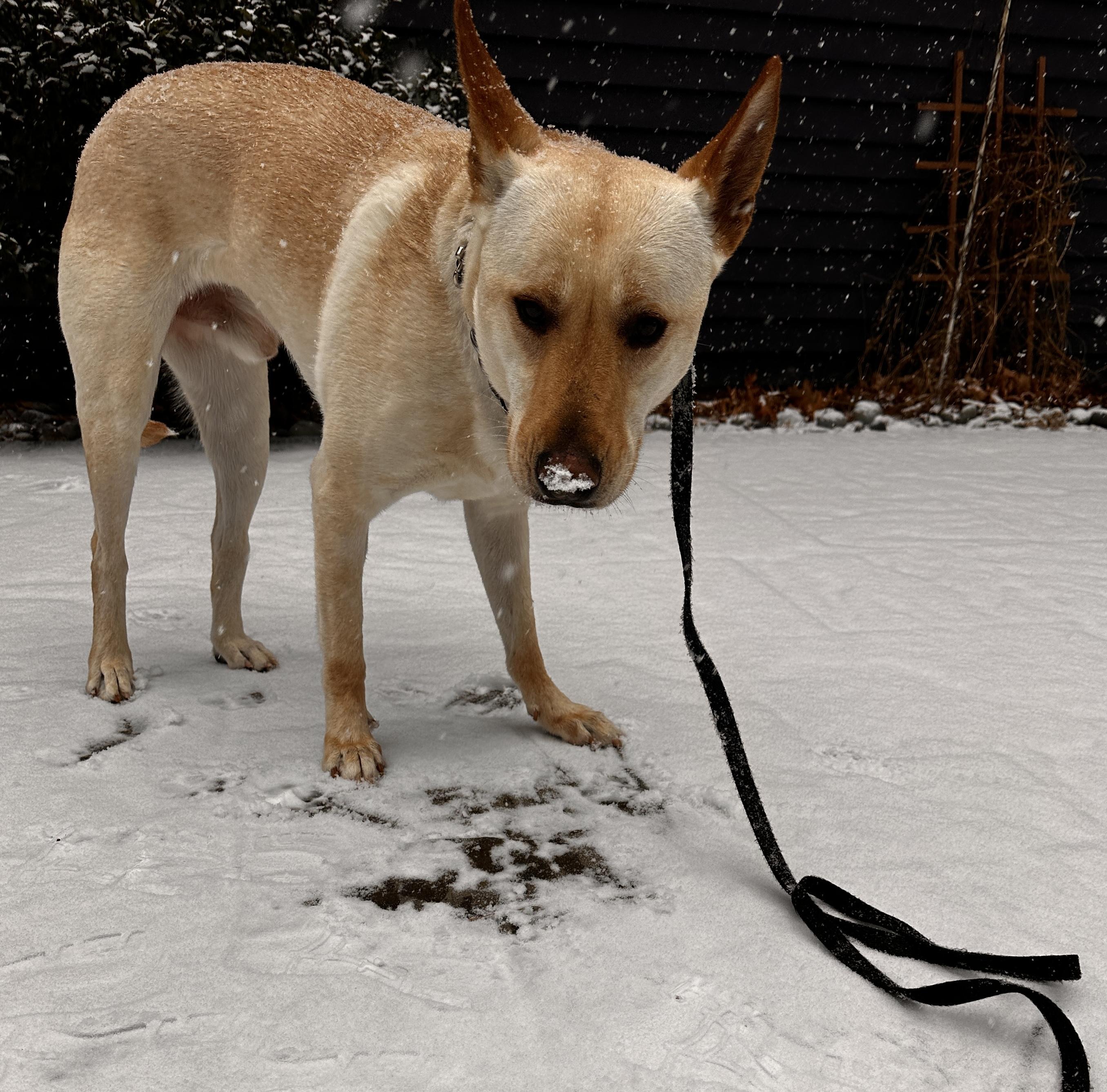 Enlarge Dewey, a Adoptable mixed breed in Camp Hill, PA image 3/6