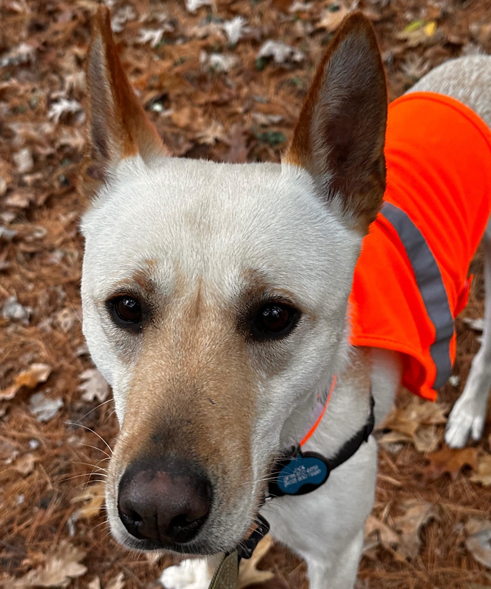 Enlarge Dewey, a Adoptable mixed breed in Camp Hill, PA image 4/6