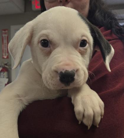 Frannie, Adoptable, Puppy Female Retriever & Mixed Breed.