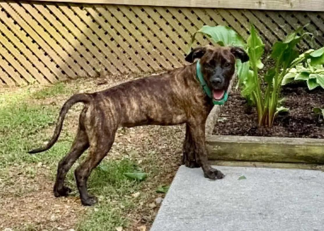 Enlarge Peep, a ADOPTABLE mixed breed in Huntsville, AL image 3/5