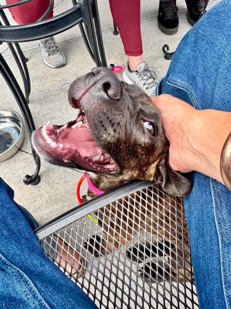 Enlarge Peep, a ADOPTABLE mixed breed in Huntsville, AL image 2/5