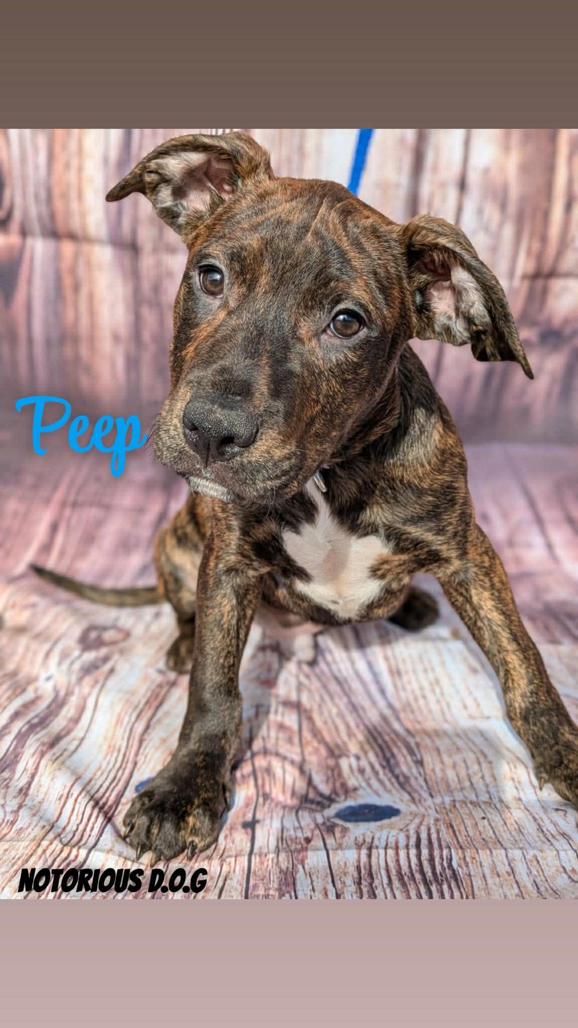 Enlarge Peep, a ADOPTABLE mixed breed in Huntsville, AL image 1/5