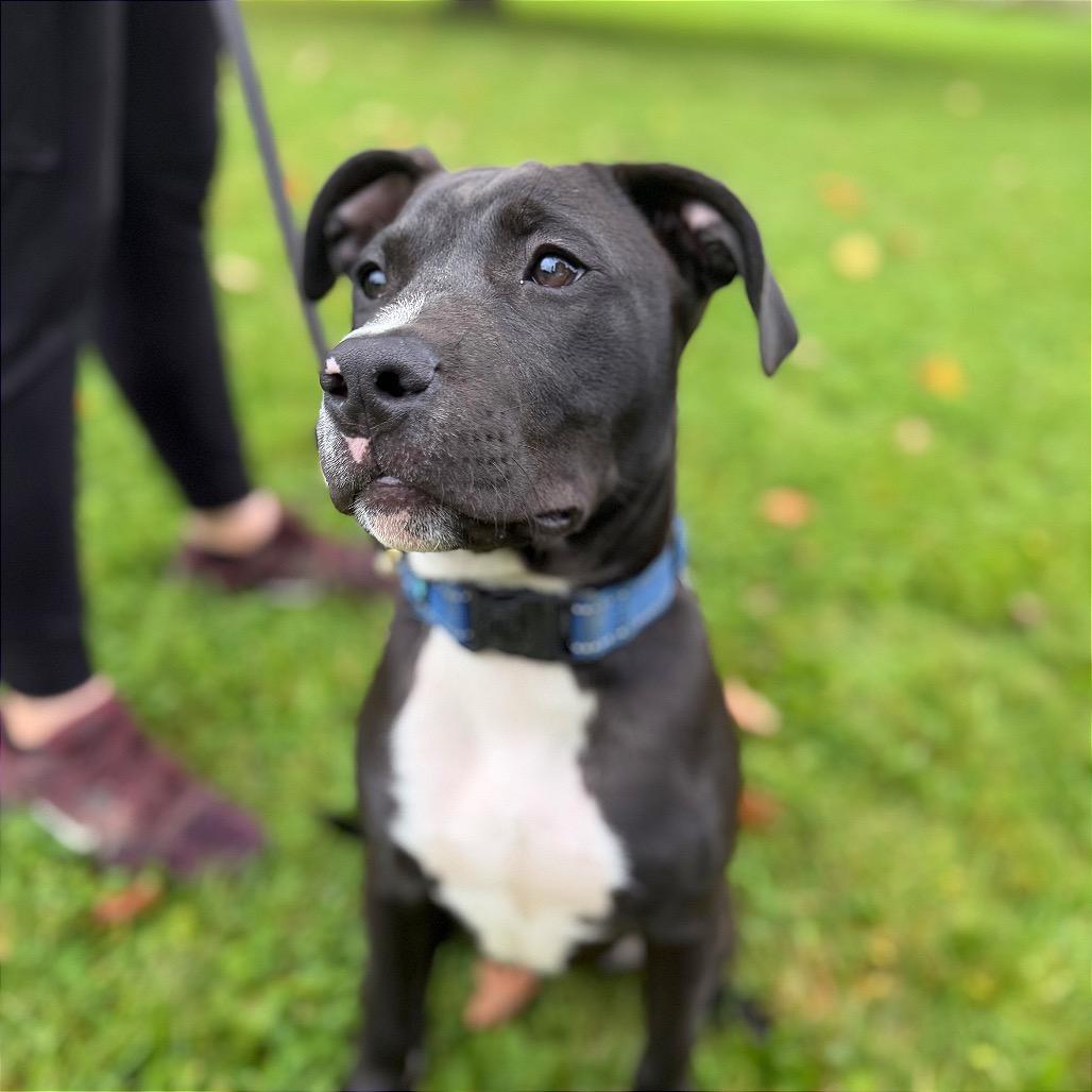 Enlarge Ben, a Adoptable Mixed Breed in Bangall, NY image 1/3