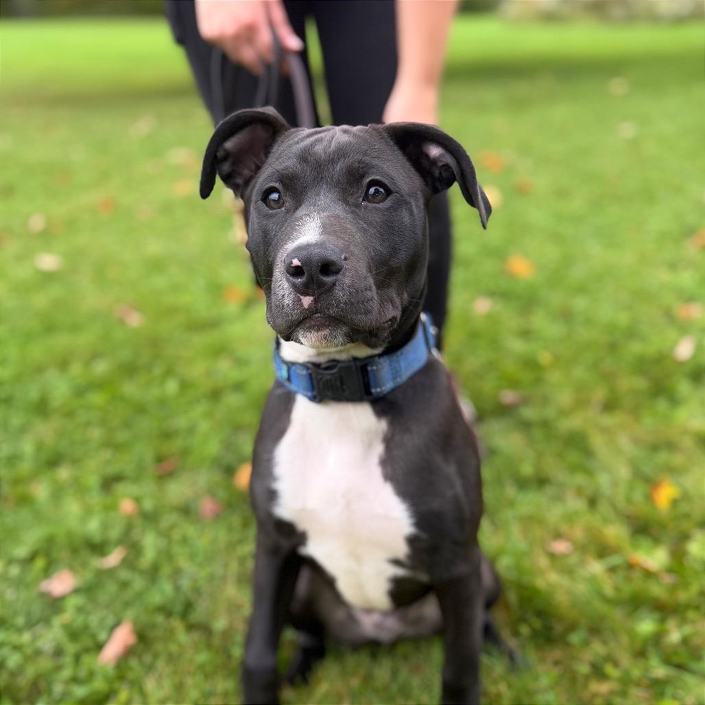 Enlarge Ben, a Adoptable Mixed Breed in Bangall, NY image 2/3