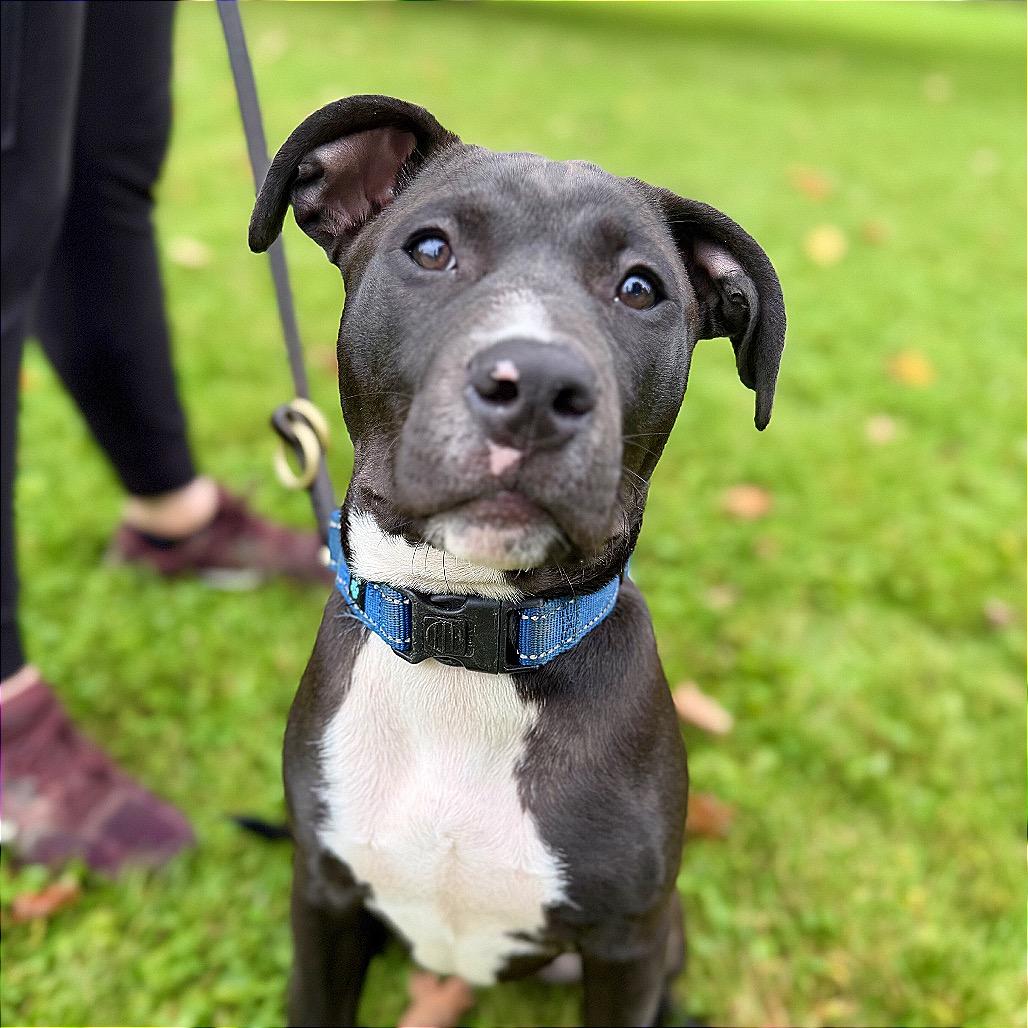 Enlarge Ben, a Adoptable Mixed Breed in Bangall, NY image 3/3