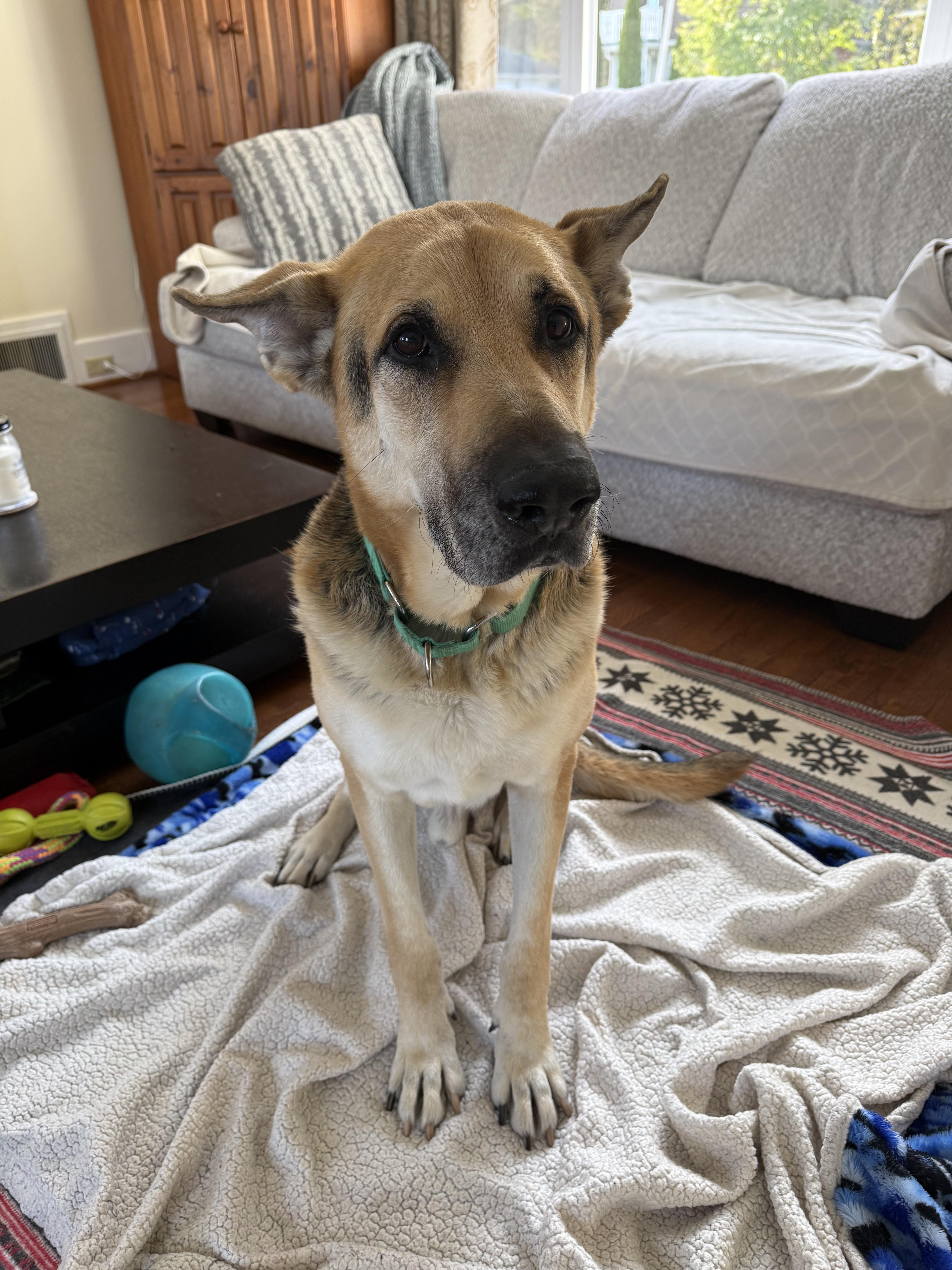 Enlarge Lucky, a Adoptable German Shepherd Dog in Owen Sound, ON image 1/5